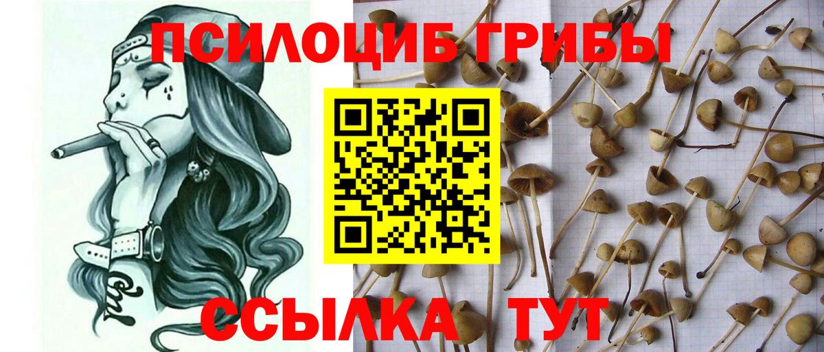 Псилоцибиновые грибы прущие грибы  Вход с VPN  Мытищи  Галлюциногенные грибы Cubensis 